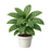 Calathea Oppen