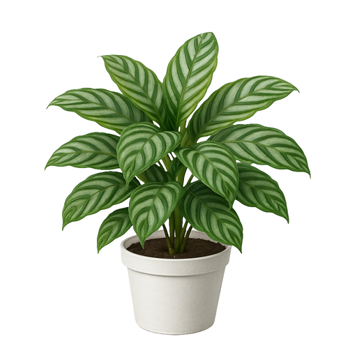 Calathea Oppen
