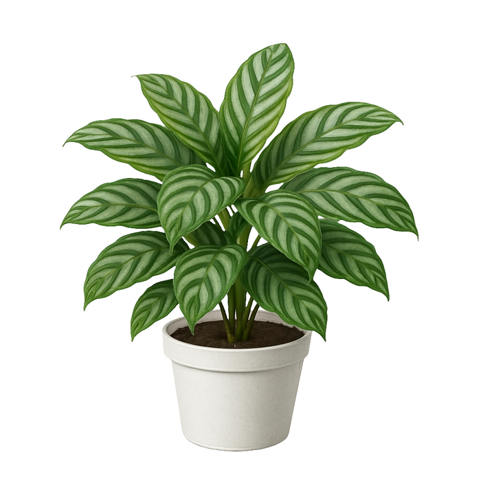 Calathea Oppen