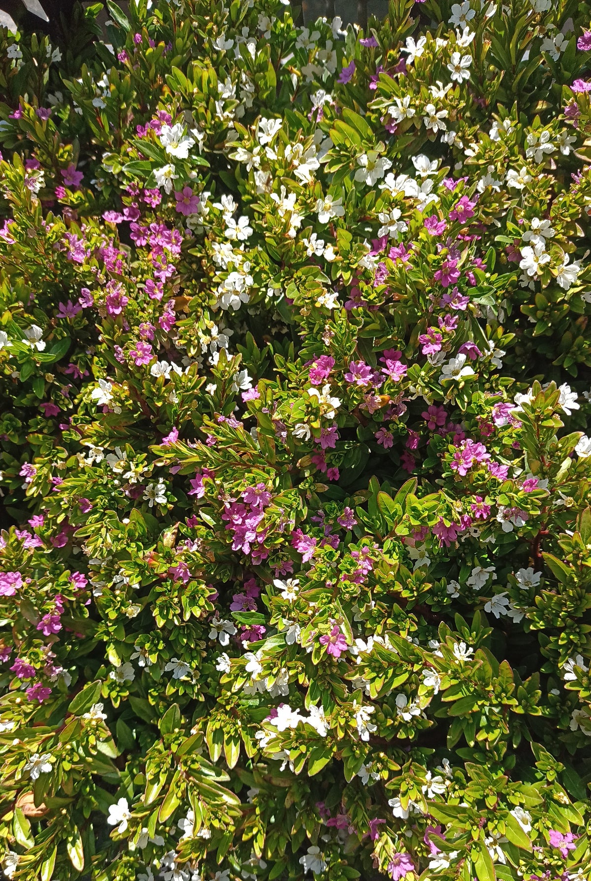Planta Verónica colombiana – Artecultivos