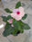 Vinca