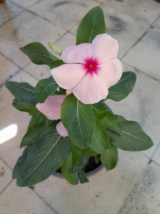 Vinca