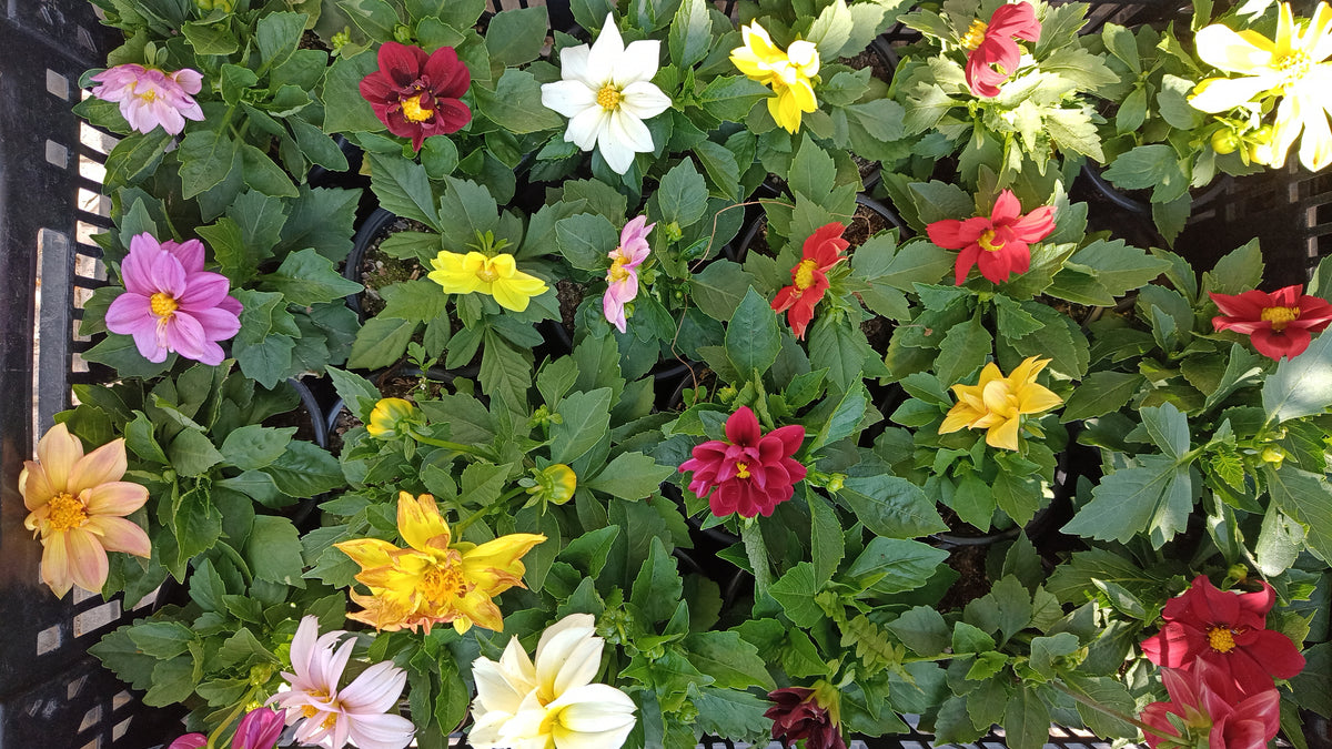 Dalia
