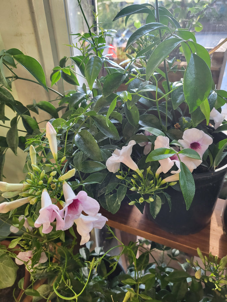 Bignonia