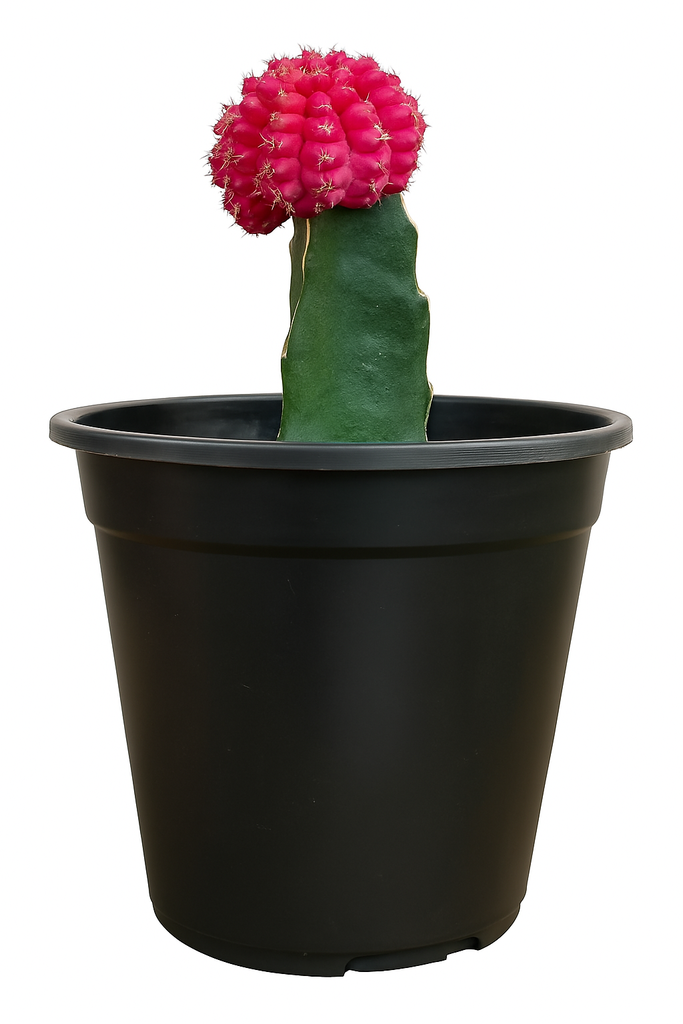 Cactus injertado