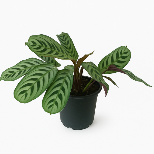 Calathea Oppen