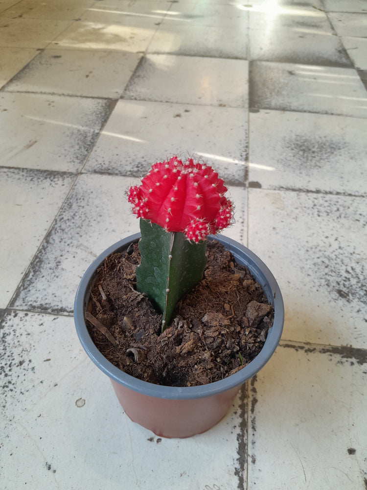 Cactus injertado