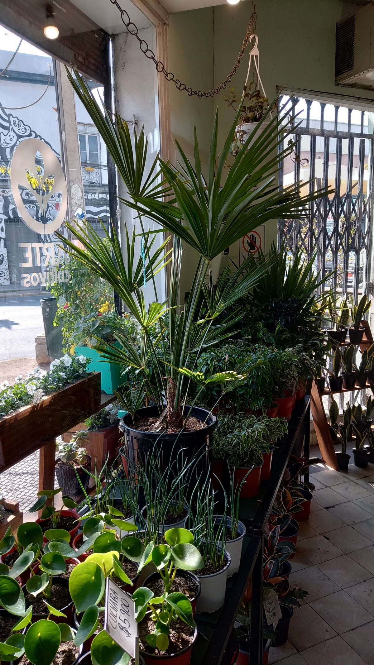 Palmera abanico (Trachycarpus fortunei)