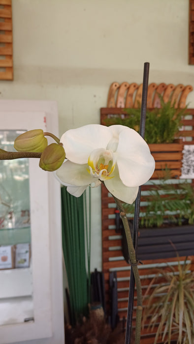 Planta de Orquídeas diversos colores