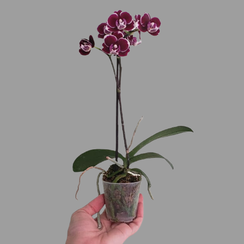 Planta Orquídea, foto 3 – Artecultivos