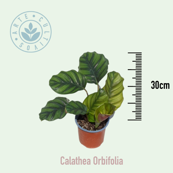 Planta Calathea Orbifolia
