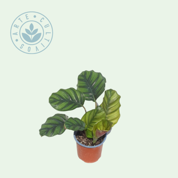 Calathea Orbifolia
