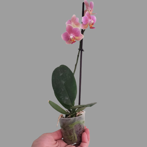 Planta Orquídea, foto 5 – Artecultivos