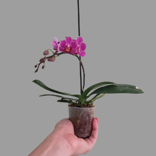 Planta Orquídea, foto 4 – Artecultivos