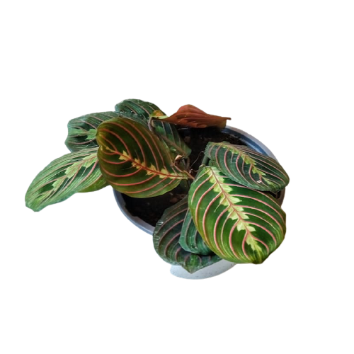Planta Maranta leuconeura tricolor, foto 2 – Artecultivos