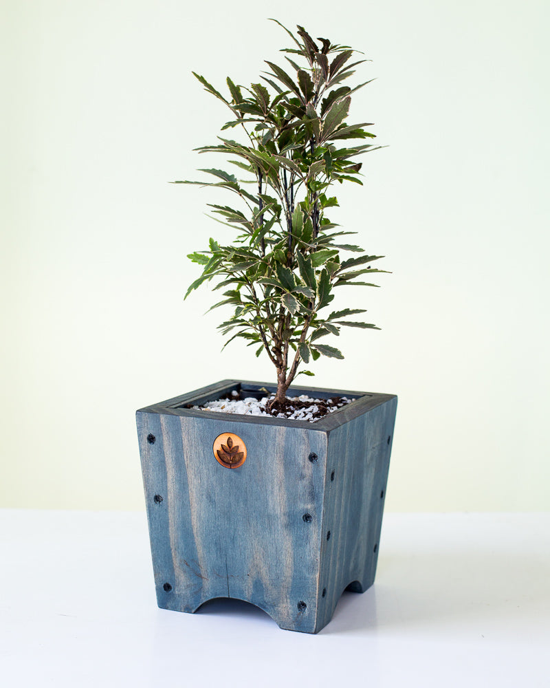 Macetero de madera Lonco 1 con autorriego Hidrocapture, foto 6 – Artecultivos