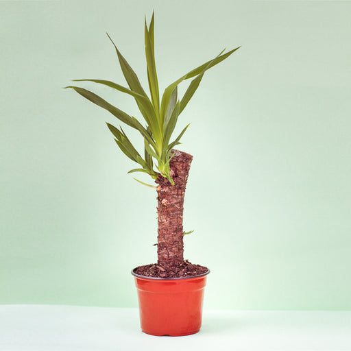 Planta Yucca Chica - Arte Cultivos