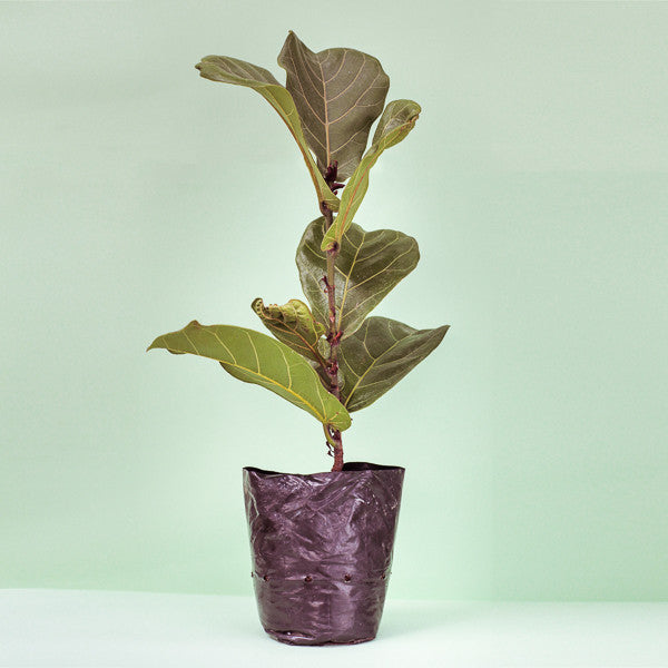 Planta Ficus Lyrata - Arte Cultivos