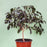 Planta Ficus - Arte Cultivos
