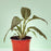 Planta Spatiphilium - Arte Cultivos