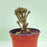 Euphorbia Mammillaris - Arte Cultivos