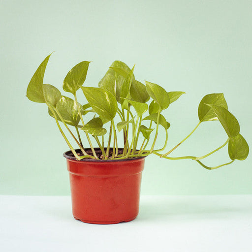 Planta Scindapsus - Arte Cultivos