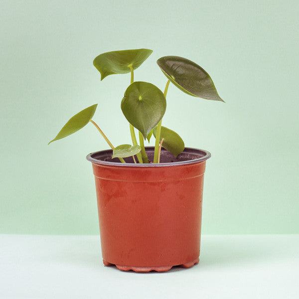 Planta Peperomia Cuchara - Arte Cultivos