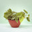 Planta Philodendro Cordatum - Arte Cultivos