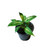 Calathea Dieffenbachia