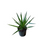 Dracena marginata y colorama