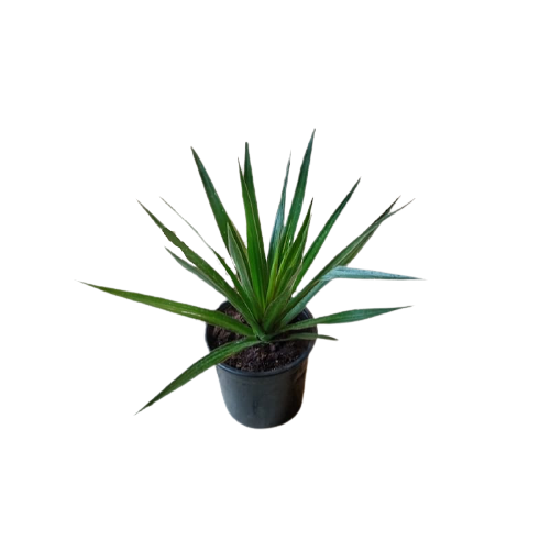 Dracena marginata y colorama