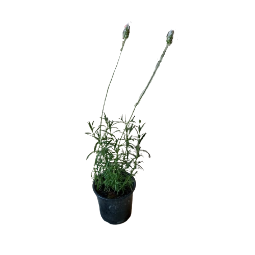 Planta Lavanda, foto 3 – Artecultivos