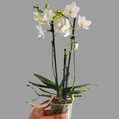 Planta Orquídea, foto 2 – Artecultivos