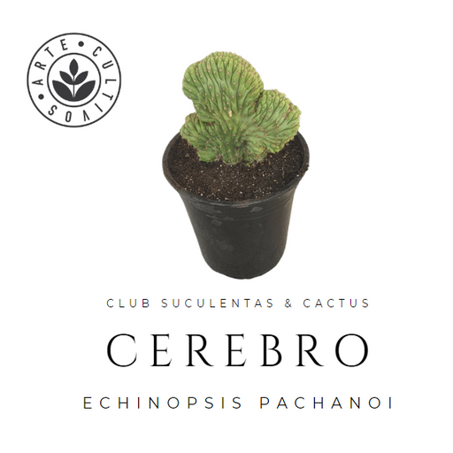 Cactus Cerebro (Echinopsis pachanoi)