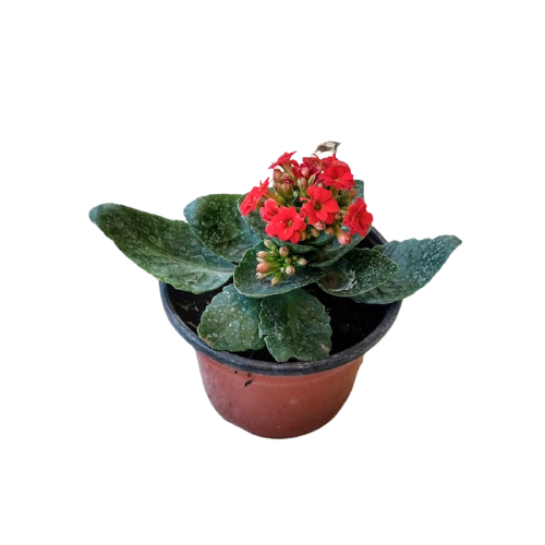 Kalanchoe Flor