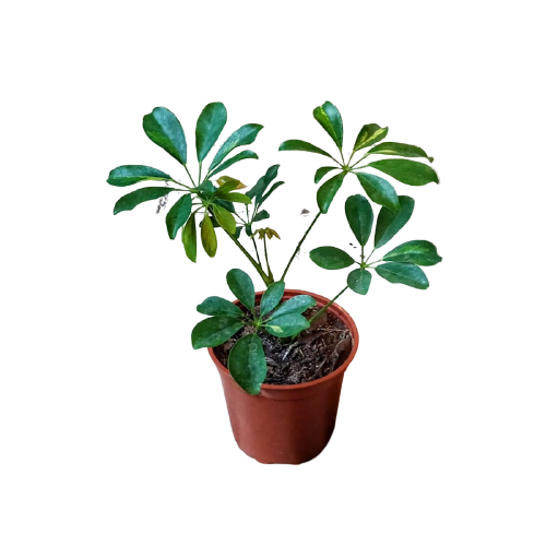 Planta Cheflera (Schefflera arboricola), foto 3 – Artecultivos