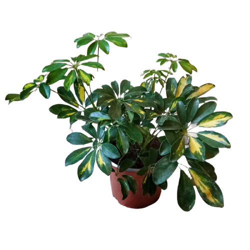 Cheflera (Schefflera arboricola)