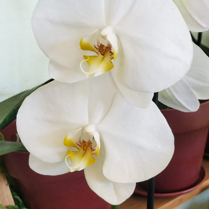 Orquídeas