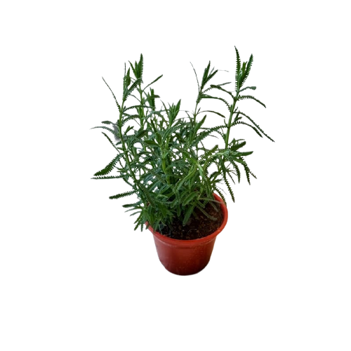 Planta Lavanda, foto 5 – Artecultivos