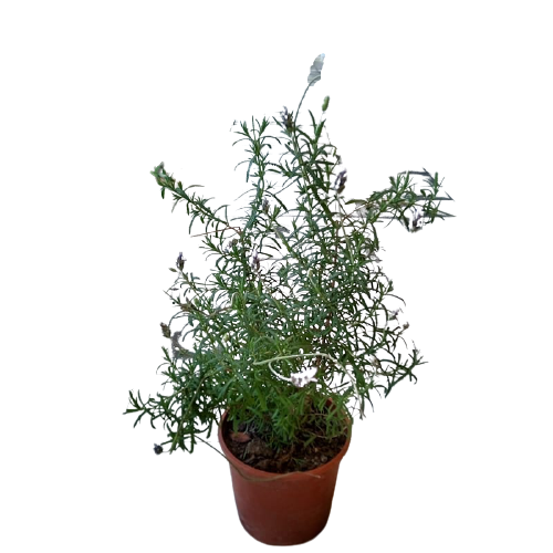 Planta Lavanda, foto 4 – Artecultivos