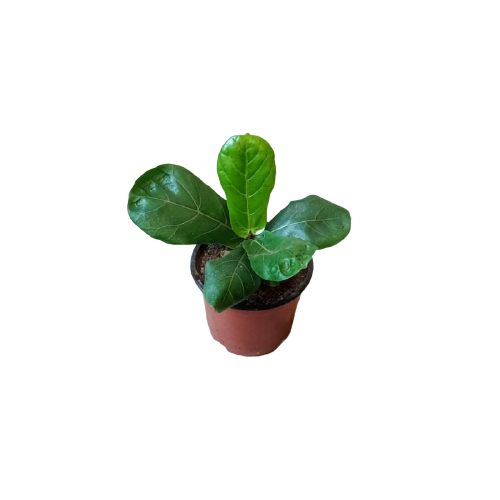 Planta Ficus Lyrata, foto 3 – Artecultivos