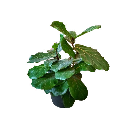 Planta Ficus Lyrata, foto 2 – Artecultivos
