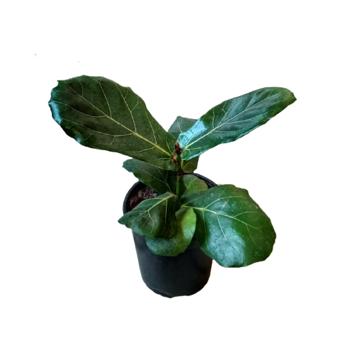 Ficus Lyrata