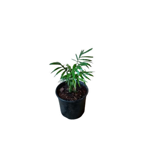 Planta Nante Bella (Chamaedorea elegans), foto 3 – Artecultivos
