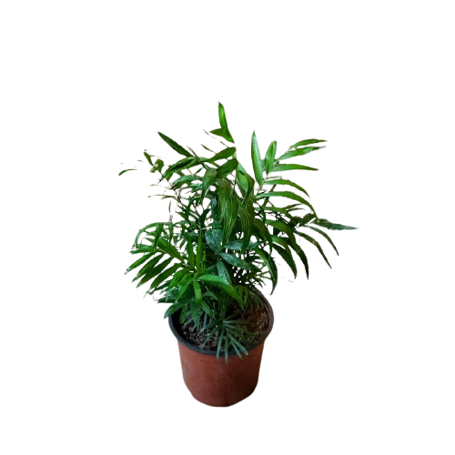 Planta Nante Bella (Chamaedorea elegans), foto 2 – Artecultivos
